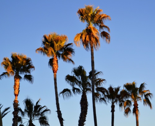 Palm trees at sundown